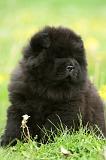CHOW CHOW 484